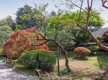 偕楽園 好文亭そばの植栽 偕楽園 好文亭そばの植栽 偕楽園,好文亭,植栽の写真素材