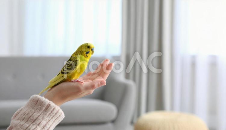 人の手に乗る黄色いセキセイインコ インコ,かわいい,手乗りインコの写真素材