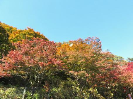 矢祭町矢祭山の紅葉 矢祭町矢祭山の紅葉の写真