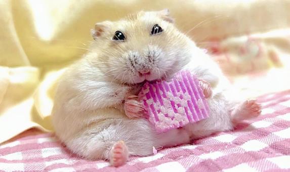 座りながらお菓子を食べるハムスター2 座りながらお菓子を食べるハムスター2の写真