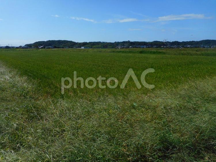 稲刈り後の風景 秋空,圃場,稲の写真素材
