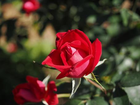 バラ園に咲く赤い薔薇を撮った写真です バラ園に咲く赤い薔薇を撮った写真ですの写真
