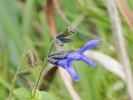 【花の写真】サルビア・ガラニチカ サルビア,サルビア・ガラニチカ,自然の写真素材