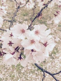 桜の束 桜の束の写真