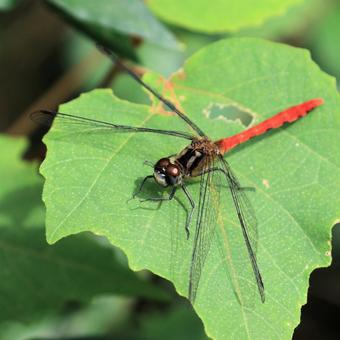Red-veined darter, JPG