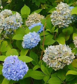 アジサイ 花,植物,自然の写真素材