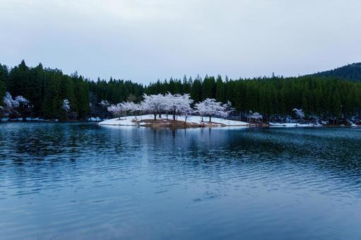 250428津南町中子の桜 250428津南町中子の桜の写真