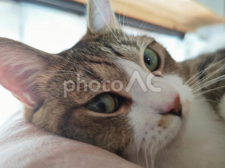 まったりする猫 猫,ネコ,まったりする猫の写真素材