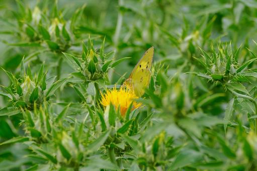 Colias ⒀, JPG