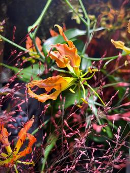 グロリオサと秋の草花 グロリオサと秋の草花 グロリオサ,花,アップの写真素材