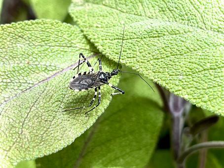 Photo, agriosphodrus turtle, yokozuna squirrel, bug, 