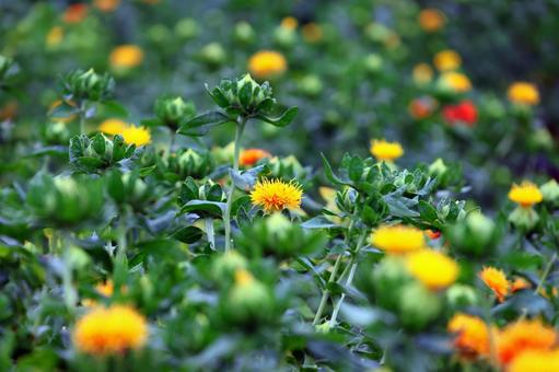 Photo, safflower hata, safflower, red, 