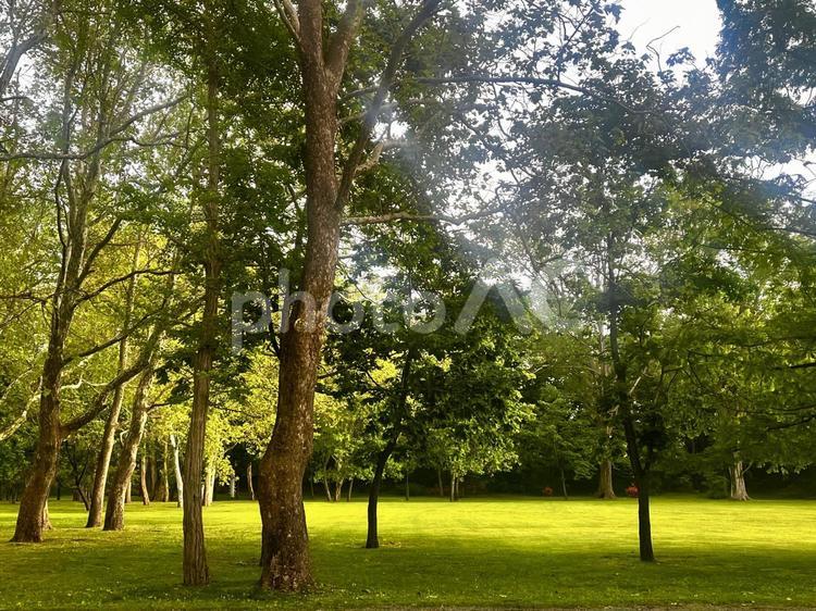 公園の木陰 芝生,木の影,緑の写真素材