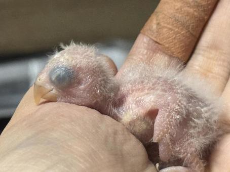 コザクラインコの雛 コザクラインコの雛の写真