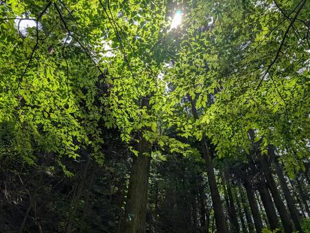 木漏れ日① 木漏れ日① 木漏れ日,森,新緑の写真素材