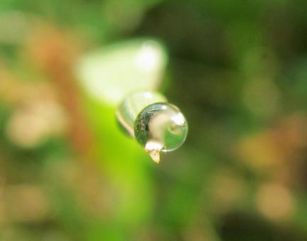 水滴と緑の葉 Water drops 水滴と緑の葉 Water drops 水滴,しずく,雨の写真素材
