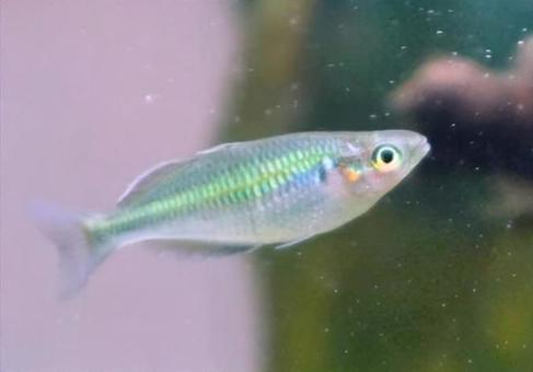 ポポンデッタ・フルタカ 生き物,熱帯魚,レインボーフィッシュの写真素材