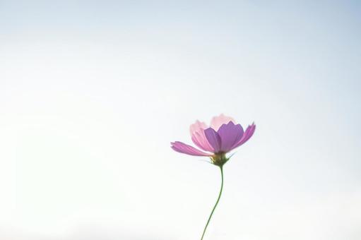 コスモス（2025）5 コスモス,秋,ピンクの写真素材