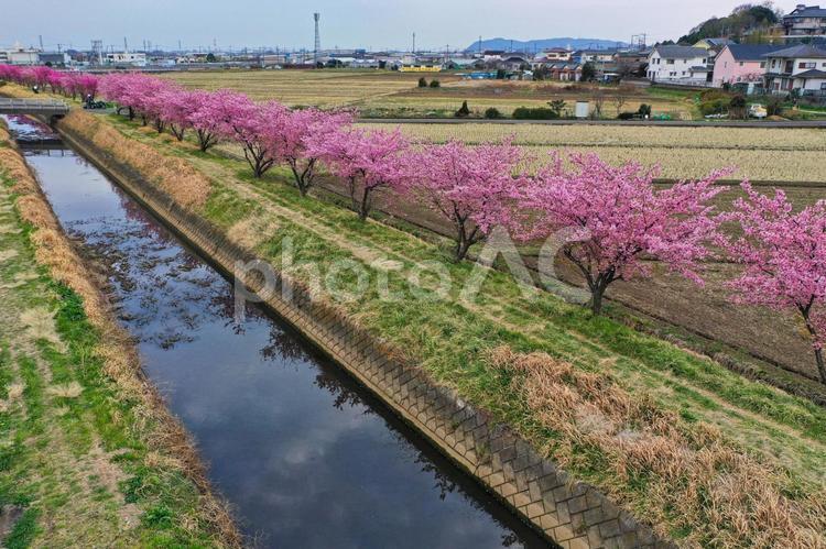 桜並木 河津桜,桜,田舎の写真素材