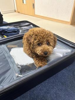 犬 旅行 お留守番 犬 旅行 お留守番 旅行,犬,トイプードルの写真素材