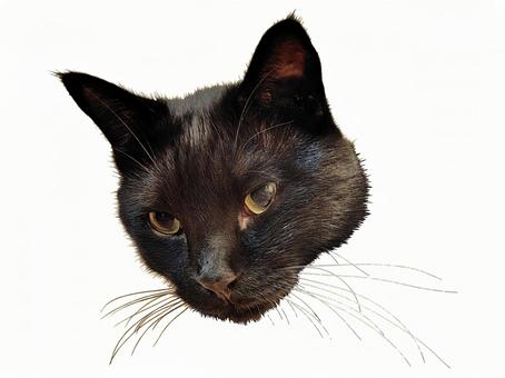 猫の顔 猫の顔の写真