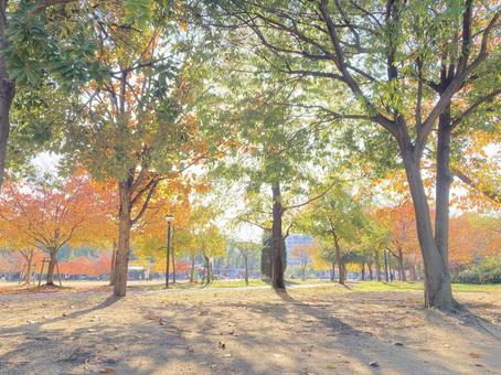秋の公園 秋,カエデ,風景の写真素材