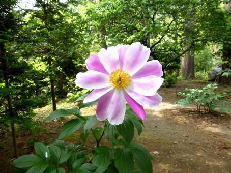 お寺の中庭に咲くシャクヤクの花 お寺の中庭に咲くシャクヤクの花 シャクヤク,花,植物の写真素材