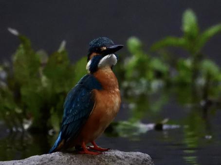 岩の上に立つカワセミ 岩の上に立つカワセミの写真