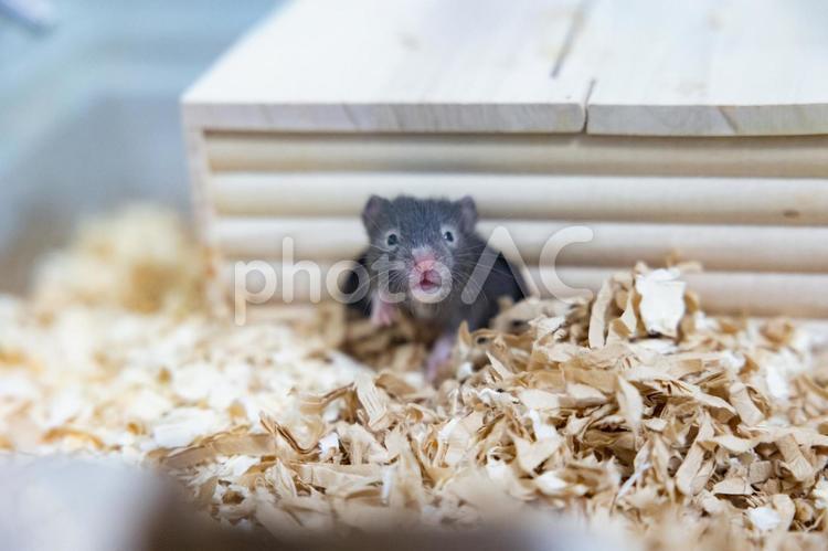 巣箱から顔を出す赤ちゃんハムスター ハムスター,ゴールデンハムスター,動物の写真素材