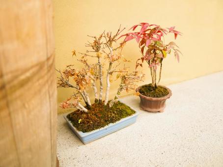隅っこの秋のインテリア 隅っこの秋のインテリア 秋,紅葉,植木の写真素材