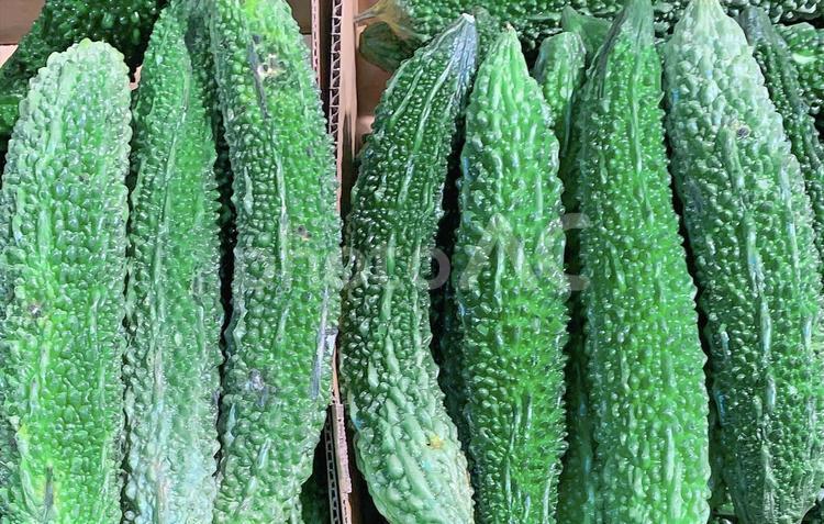 ゴーヤ　苦瓜　野菜　イメージ　素材2 ゴーヤ,ゴーヤー,ニガウリの写真素材