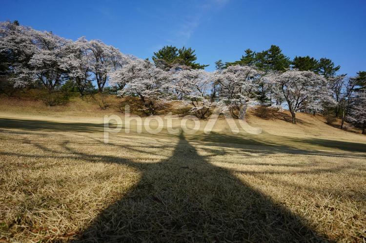 桜と木の影 木,空,自然の写真素材