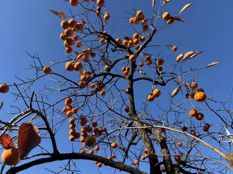 晩秋の青空。 柿,自然,晩秋の写真素材