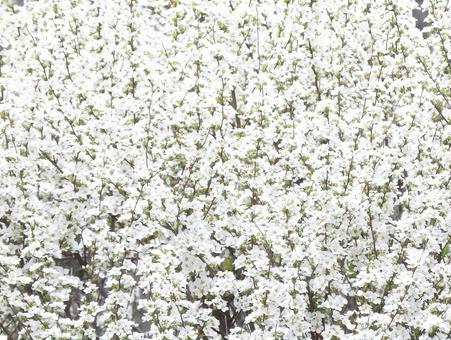 【花の写真】雪柳の白い花 【花の写真】雪柳の白い花の写真