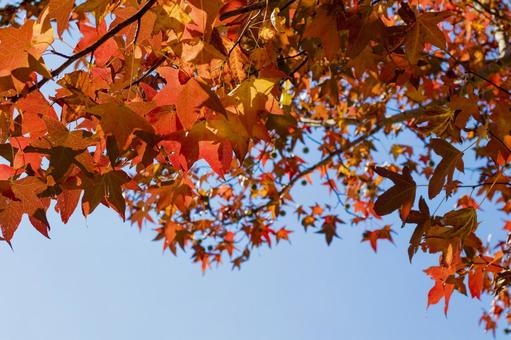 快晴の青空ともみじ 秋,紅葉,モミジの写真素材