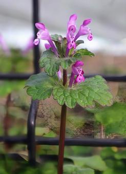 三階草 ホトケノザ,花,flowerの写真素材