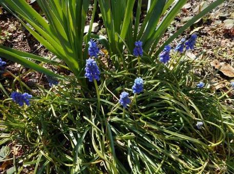 3月のムスカリの花 3月のムスカリの花の写真