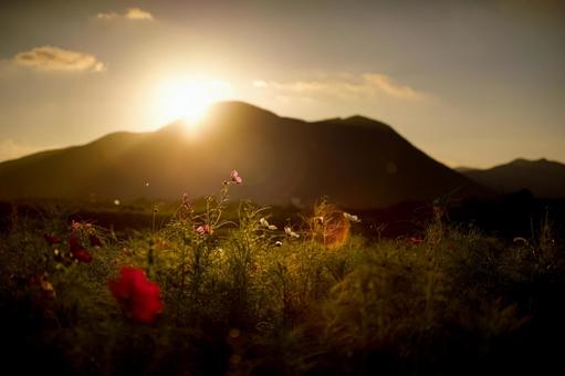 <素材>夕暮れのコスモス畑の風景 <素材>夕暮れのコスモス畑の風景の写真
