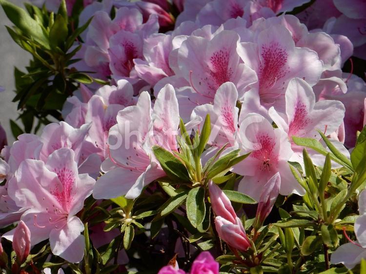 【花の写真】ツツジの花 ツツジ,つつじ,躑躅の写真素材