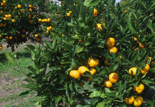 みかんの生る木 植物,果物,みかんの写真素材