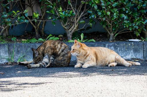 猫(233) 猫(233) 猫,食肉目,ネコ科の写真素材