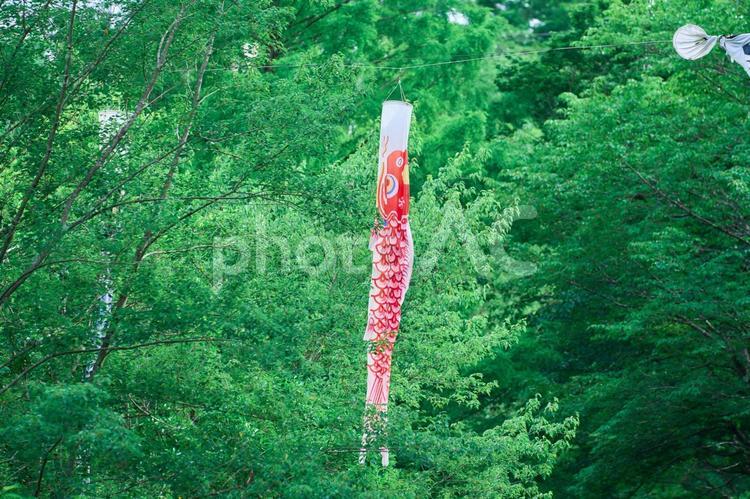 吊るされた鯉のぼり 鯉のぼり,こどもの日,男の子の写真素材