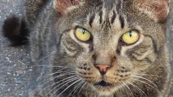 カメラ目線で迫るもふもふであざとい猫 カメラ目線で迫るもふもふであざとい猫の写真