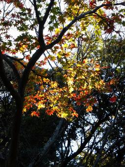 林の一部で光が透過する紅葉の風景 紅葉,もみじ,かえでの写真素材
