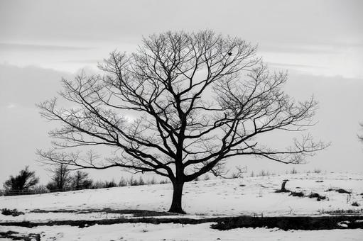枝先まで美しい孤高の大樹と大地に宿る静寂 大樹,孤高,雪原の写真素材