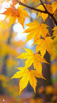 雨の中のもみじ 秋の紅葉 雨の中のもみじ 秋の紅葉の写真