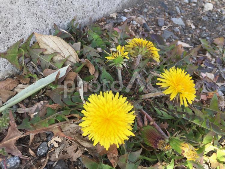 たんぽぽ （1月に咲く季節外れのたんぽぽ） たんぽぽ,春の息吹,慌てん坊の写真素材