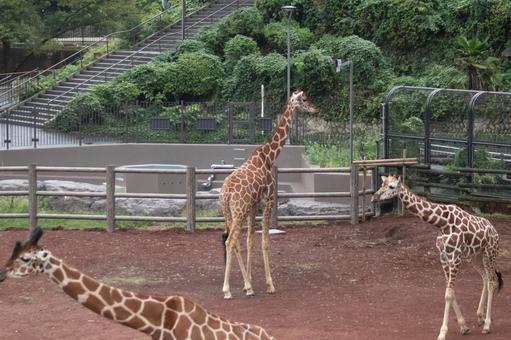 キリンの群れ キリンの群れ キリン,多摩動物園,東京の写真素材