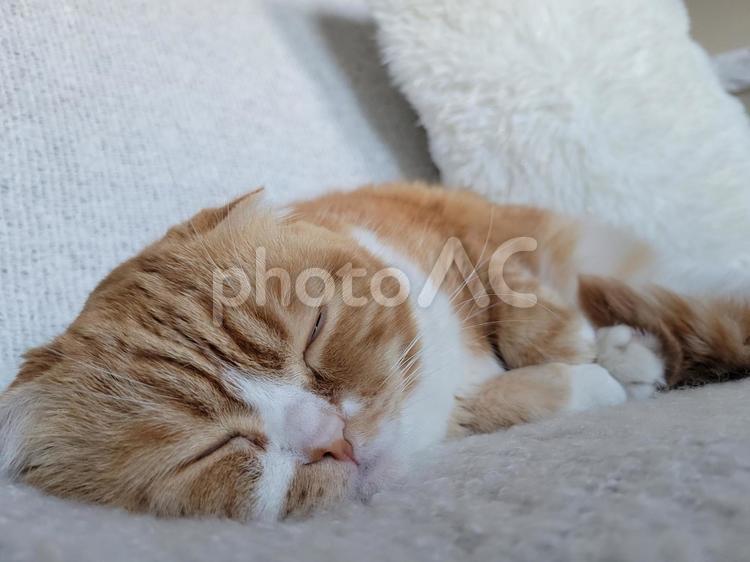 眠るねこ 眠る猫,猫,catの写真素材
