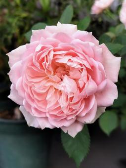 ベランダのバラ・ローブデコルテ バラ,薔薇,ローブデコルテの写真素材